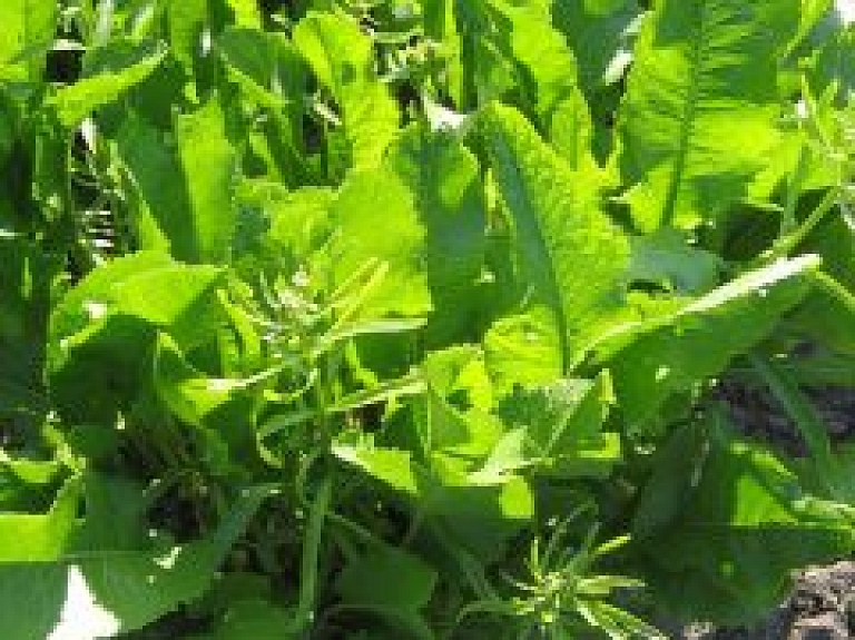 Kur iegādāties un kā stādīt mārrutkus?