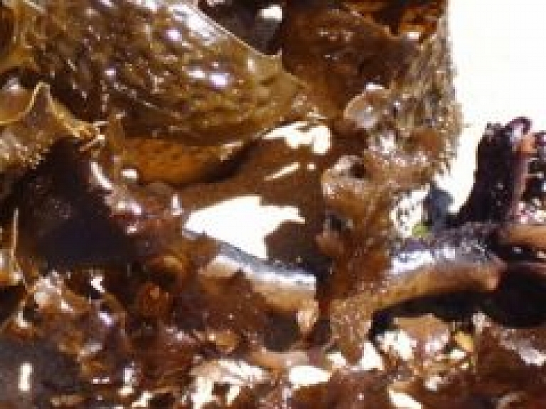 Kā no sēklām izaudzēt jūras kāpostus?