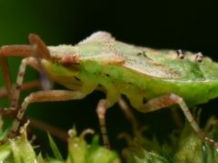 Nelūgti apakšīrnieki blaktis: kā ar tām cīnīties?