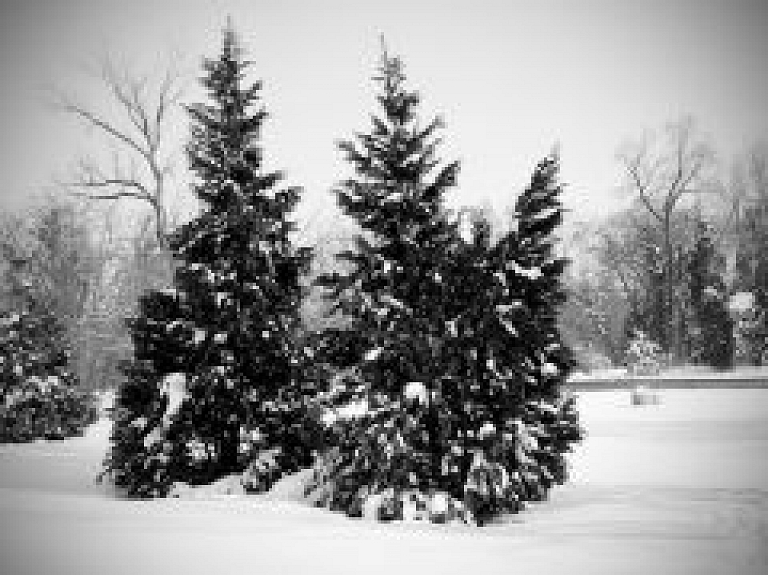 Arī šogad valsts mežos katrs iedzīvotājs drīkstēs nocirst vienu eglīti