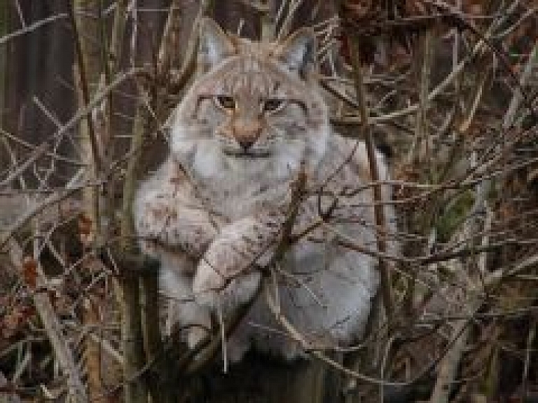 Arī šogad mežos drīkstēs nomedīt 150 lūšus