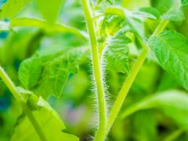 Kā audzēt kabačus pēc sezonas?