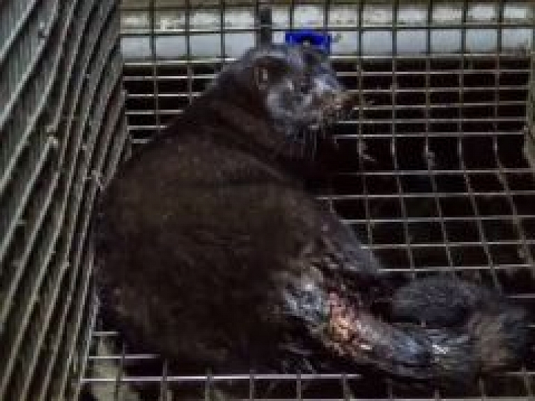 Pārkāpumi zvēraudzētavās atklāj būtiskus uzraudzības trūkumus