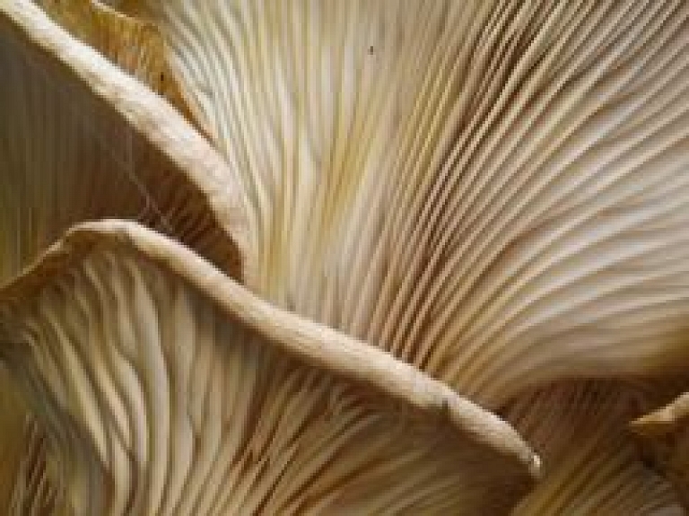 Pašiem savas austersēnes! Kā tās audzēt uz palodzes?