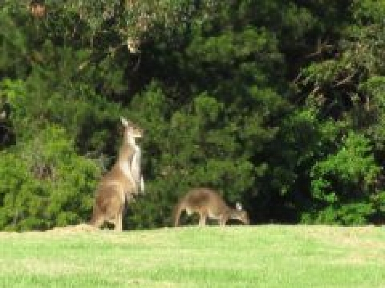 Tematiskajā tūrisma vakarā - ceļojums pa ķenguru pēdām Austrālijā