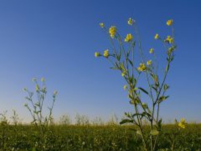 Eksperti: Ziemāju attīstība patlaban ļoti laba