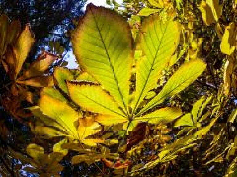 Lapu brūnēšana zirgkastaņām