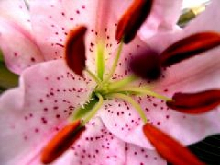 Rubenes baznīcā atklās liliju un flokšu izstādi