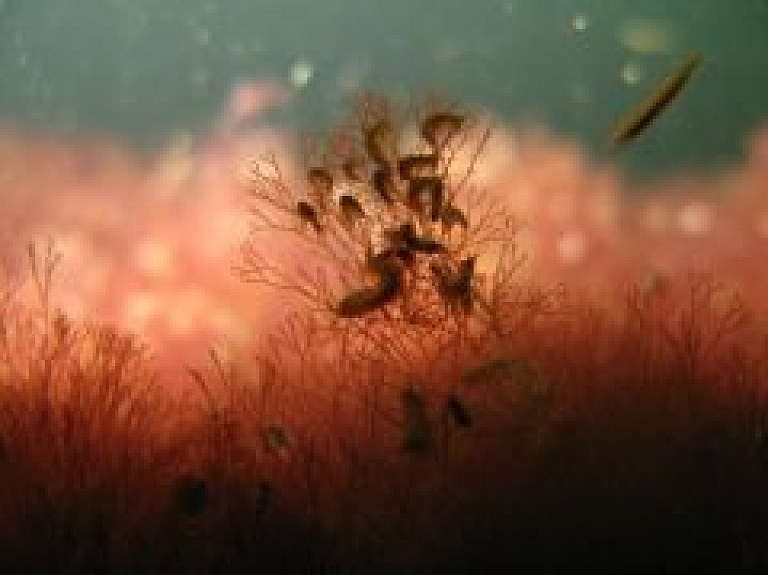 Aicina uz izstādi "Baltijas jūra – apdraudēta dzīvā vide"