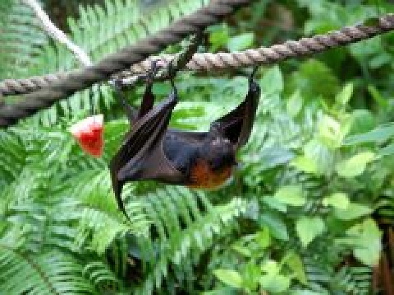 Ķemeros notiks tradicionālā sikspārņu vērošana