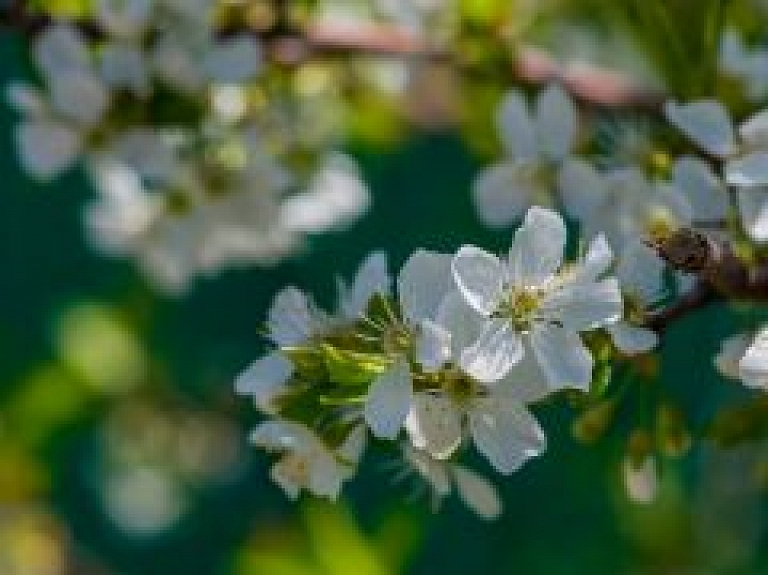 Jēkabpilī apskatāma Latvijā lielākā brīvdabas gleznu galerija