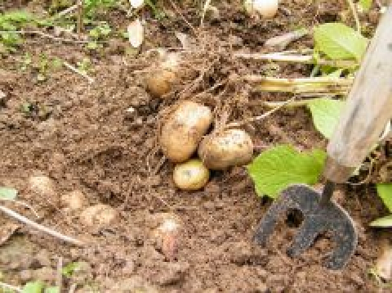 Šogad kartupeļu mazāk un sīkāki, līdz pavasarim varētu nepietikt