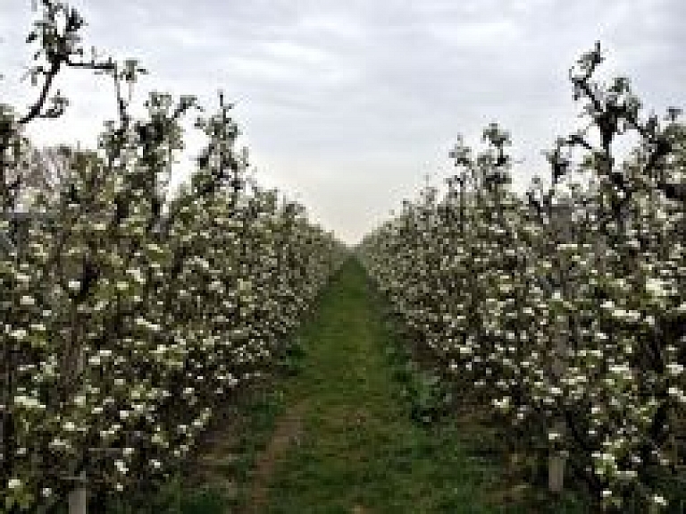 Bulduros notiks Rudens stādu parāde