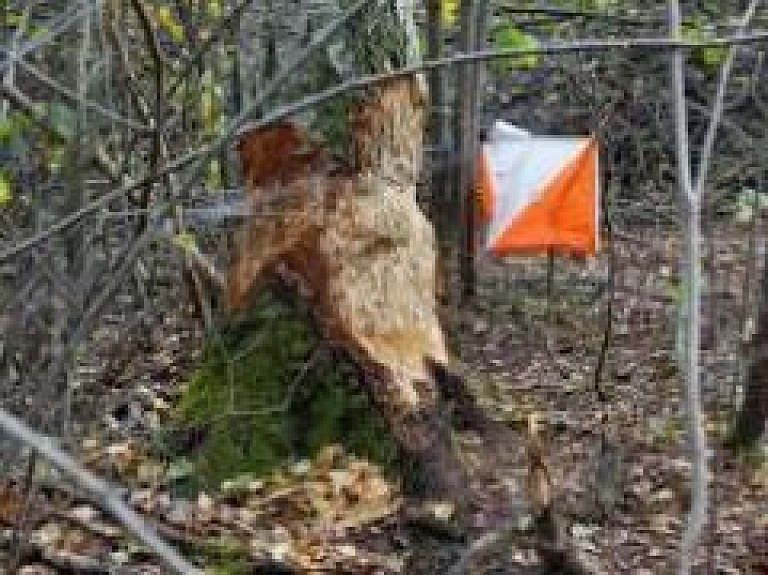 Orientēšanās sporta virpulī