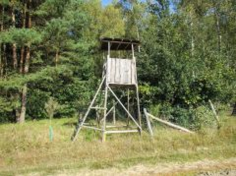 Mednieki Ikšķilē izšaus mežacūkas, kas apdraud iedzīvotājus