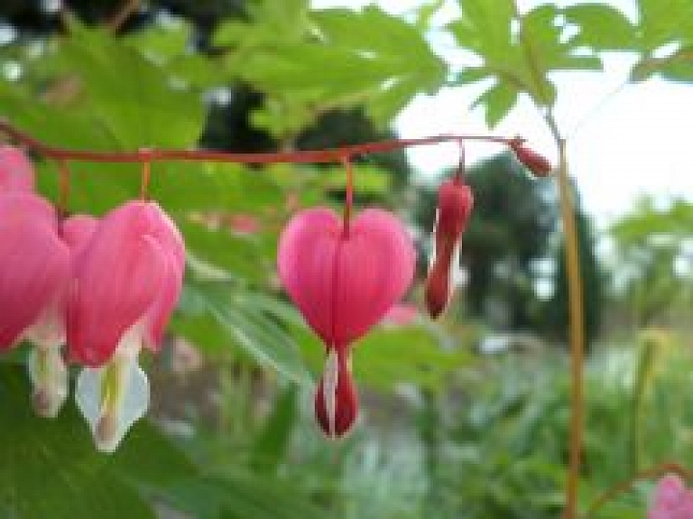 Siguldas tornī atklās personālizstādi "40 soļi mīlestībā"