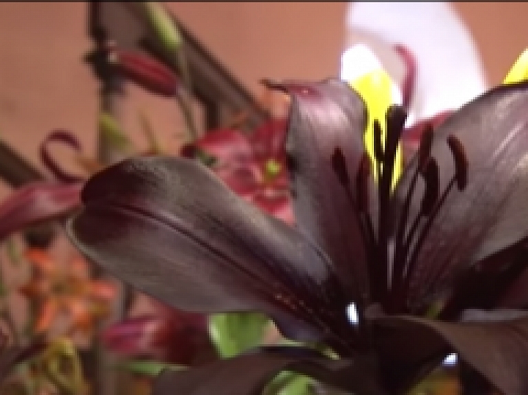 Rubenes baznīcā priecē lilijas un flokši