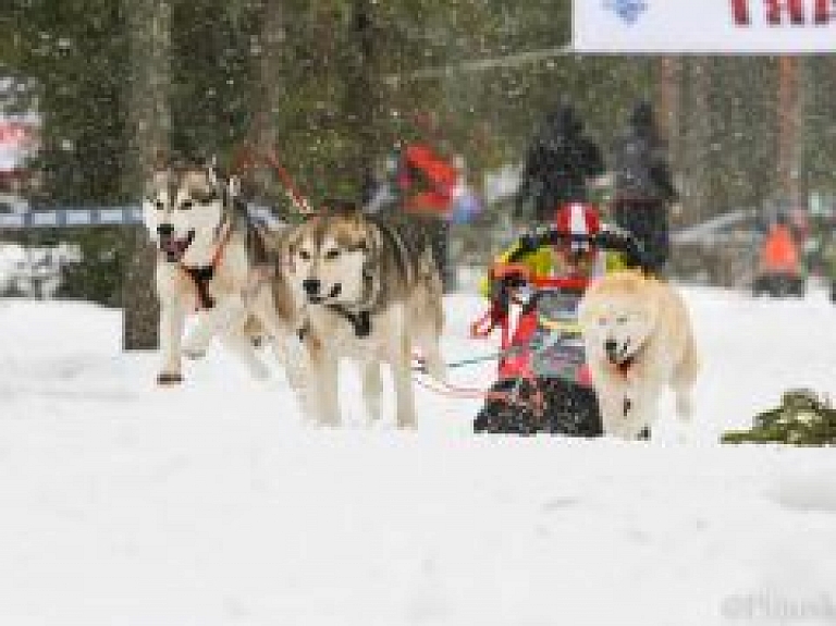 Garkalnietis piedalās kamanu suņu sportā Somijā