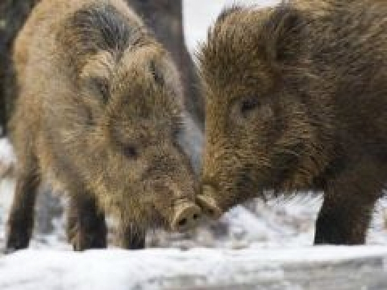 Krievija ir gatava pieņemt cūkgaļu no Āfrikas cūku mēra neskartajām ES teritorijām