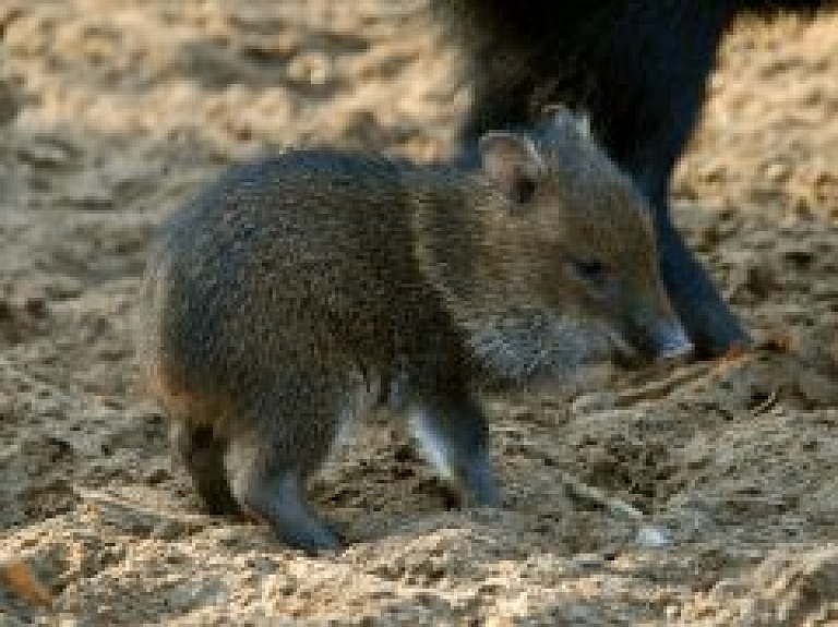 Ziemas naktis zoodārzā turpinās līdz 26.janvārim