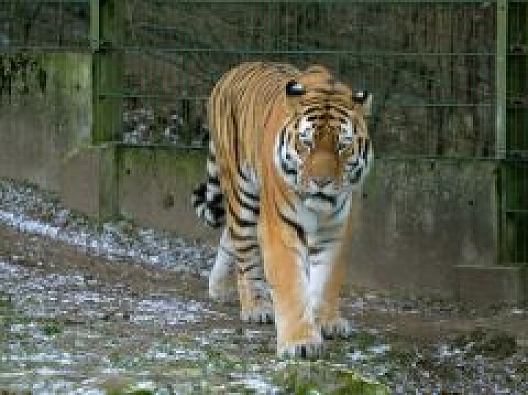 Ziemas naktis Zoodārzā turpināsies līdz 26.janvārim