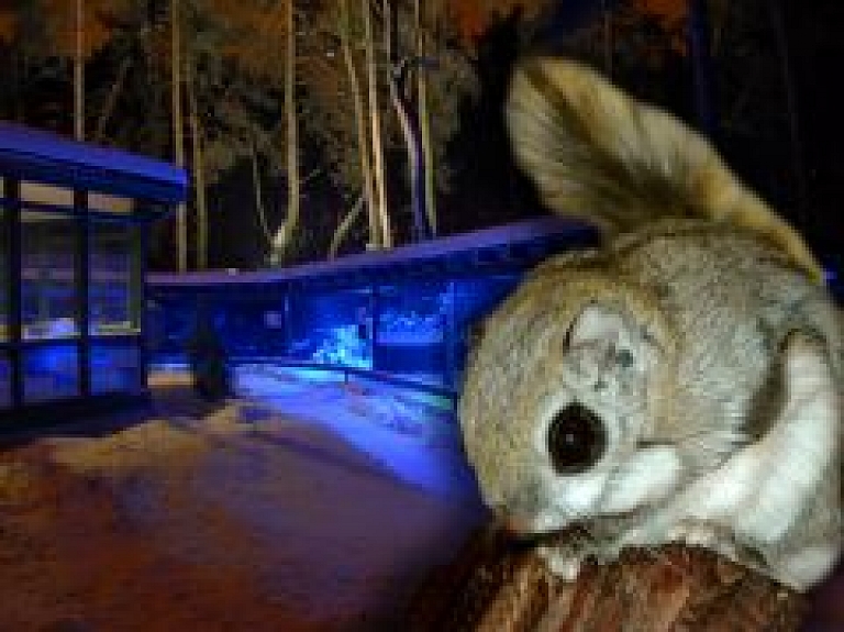 Ģimenēm draudzīgs Zooloģiskā dārza ielūgums