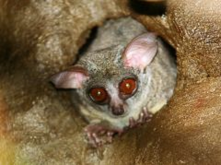 Zooloģiskajā dārzā  Ziemas naktis sākas 13.decembrī!