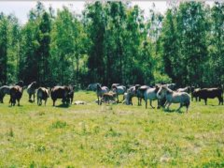Mūsdienīgā piena fermā "Ogres piens" atvērto durvju diena