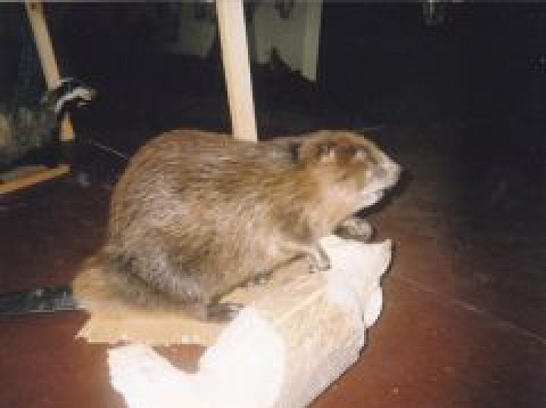 Zvēraudzētavā Baltic Devon Mink atvērto durvju diena