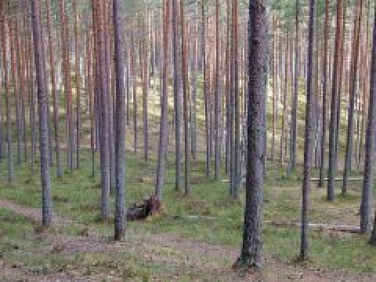 Lielo mežu īpašniekiem būs jāizstrādā meža apsaimniekošanas plāns