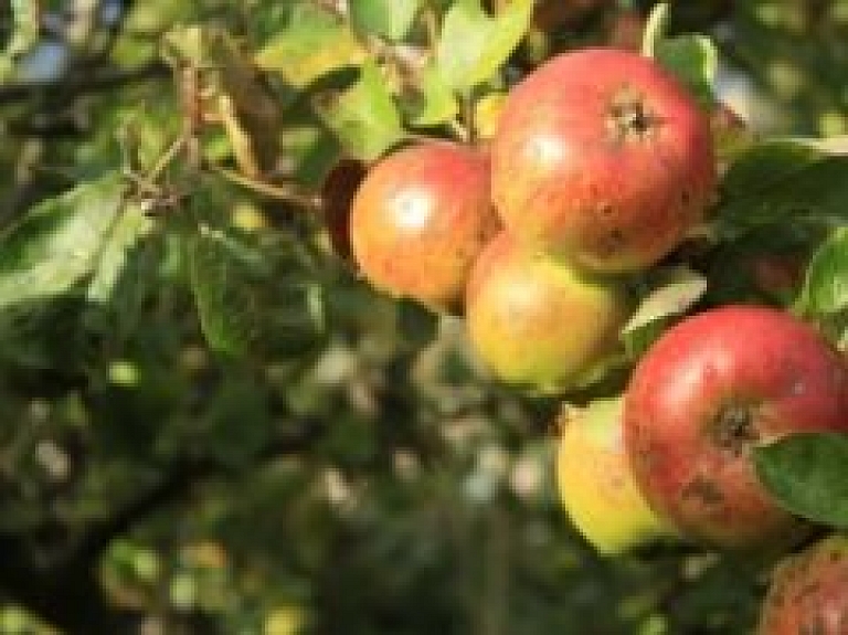 Riga Food izstādē tiks pārstāvēts arī Dobeles novads