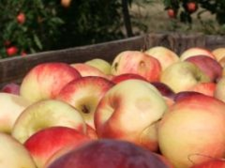 "Pūres dārzu" peļņa pērn pieaug par 51%