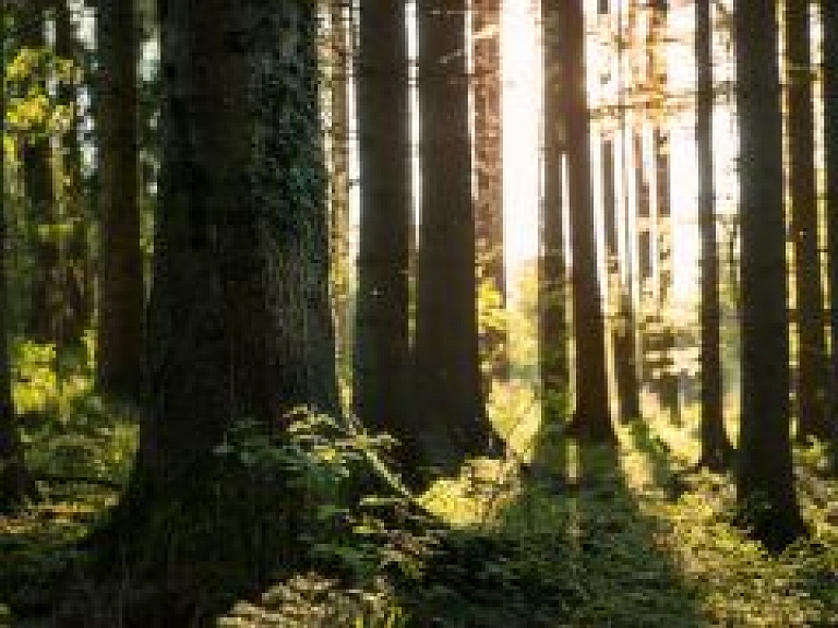 Pērn krietni samazinājusies "Latvijas meža" peļņa
