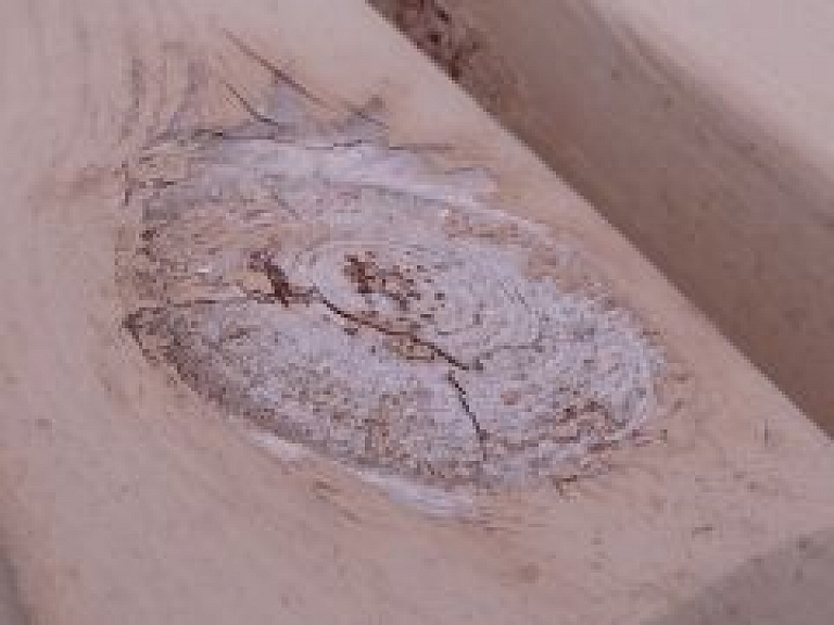 Mākslinieku namā būs skatāma fotoizstāde "Koku atklāsmes"