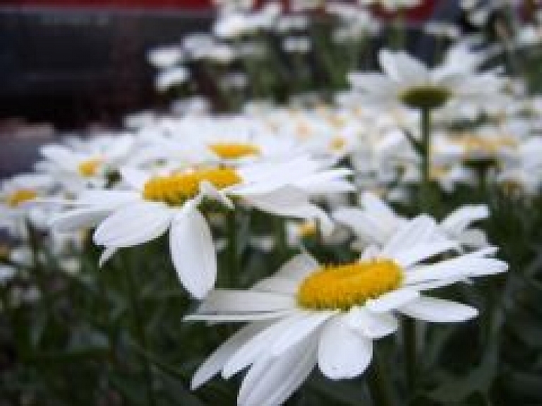 Turaidā svinēs vasaras saulgriežu svētkus