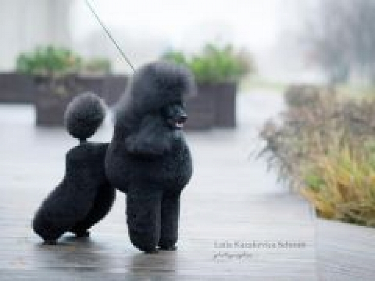 Aizraujoši šovi izstādēs "Crufts Riga / Rīgas kauss 2013" Ķīpsalā