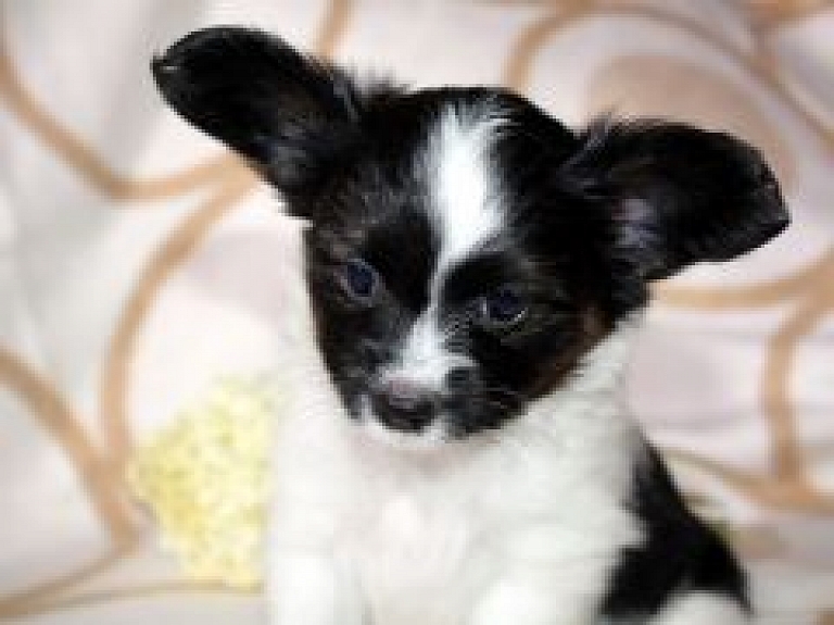 Suņu izstādē Ķīpsalā konsultācijas sniegs 27 kinoloģisko klubu pārstāvji