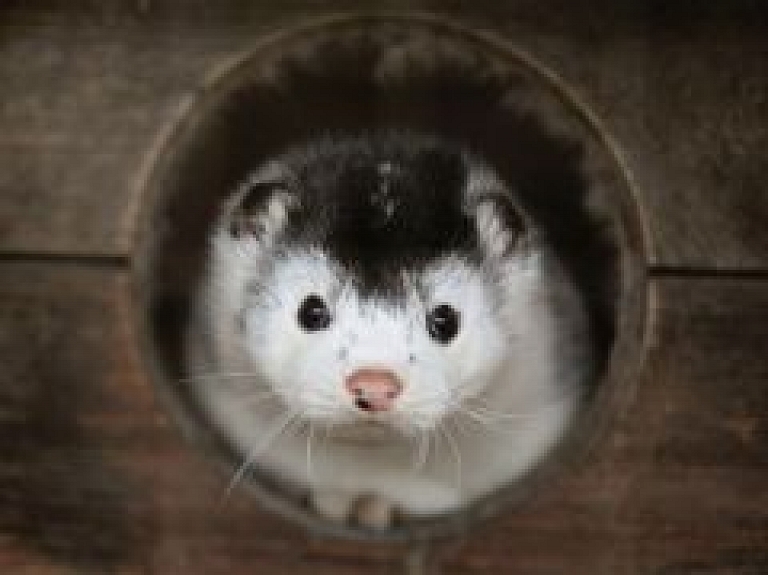 Vērgales pagastā uzsākta ūdeļu fermas būvniecība