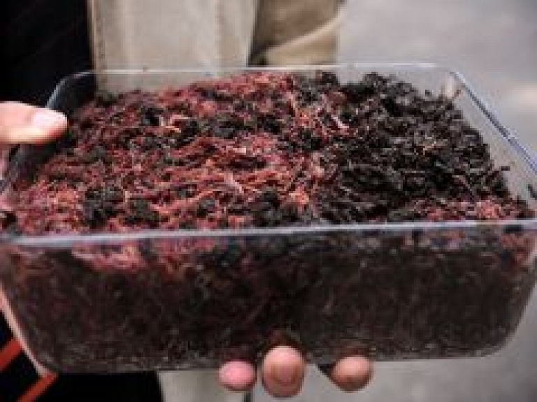 Latvijas hokejisti Mālpilī informēs par slieku audzēšanu