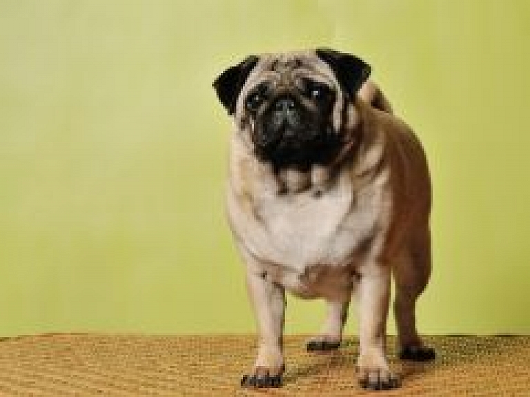 Dženifera Lopesa piedalīsies mājdzīvnieku izstādē Ķīpsalā