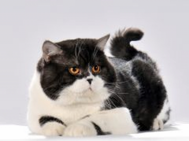 Aizraujoši pasākumi izstādē "Pet Ekspo. Latvijas uzvarētājs 2013"