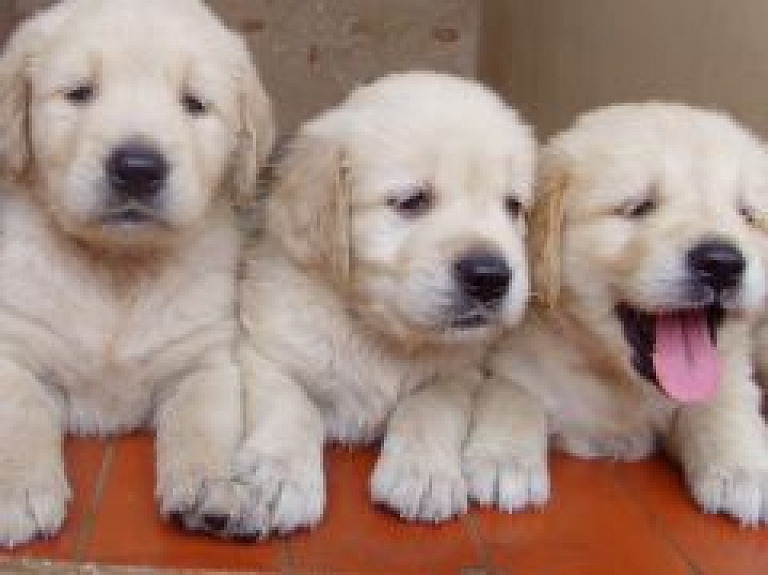 Izstāde dzīvnieku mīļotājiem "Pet Ekspo. Latvijas uzvarētājs 2013"