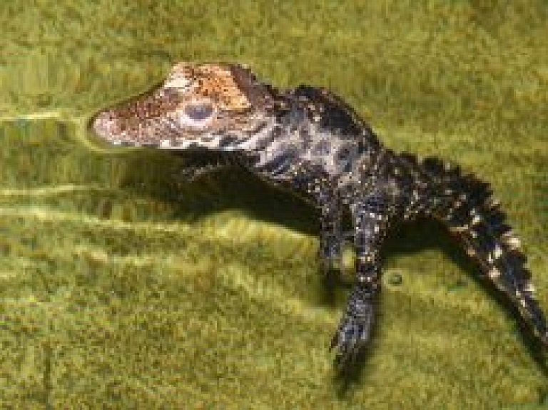 Trīs gadu laikā Zoodārza krokodilēni kļuvuši 35 reizes smagāki (video)