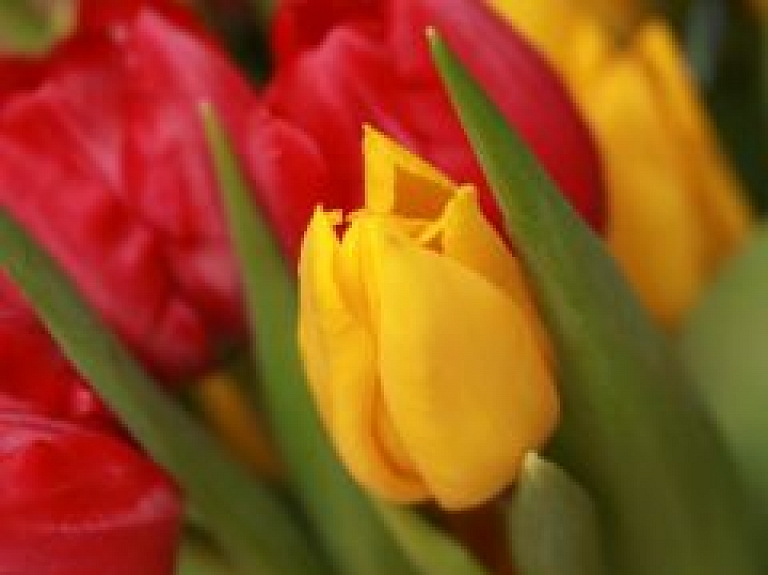 Lūdzānietes sieviešu dienā sveiks mākslinieki no Baltkrievijas