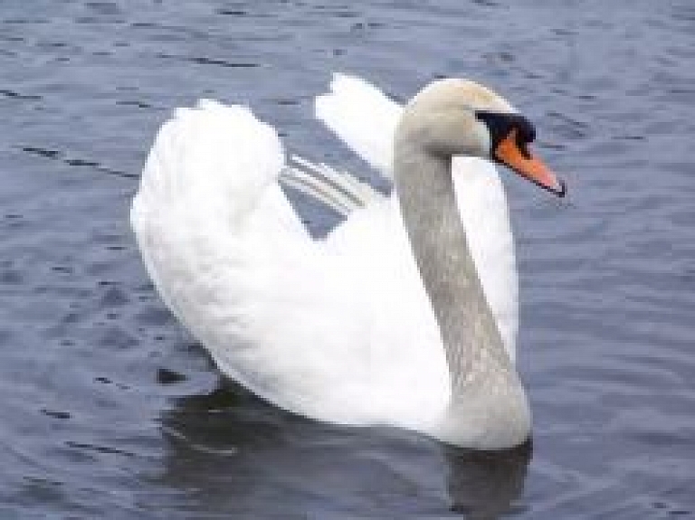 Ugunsdzēsēji Daugavpilī sniedz palīdzību savainotam gulbim