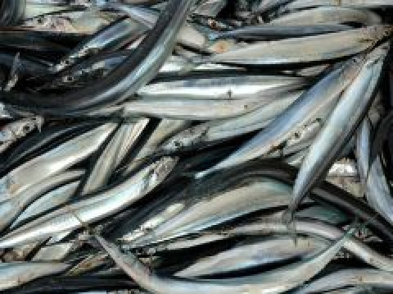 Salacgrīvas novada pašvaldība izsola zvejas tiesības