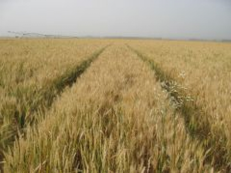 Ogresgala "Kārļi" turpmāk nodarbosies ar graudkopību