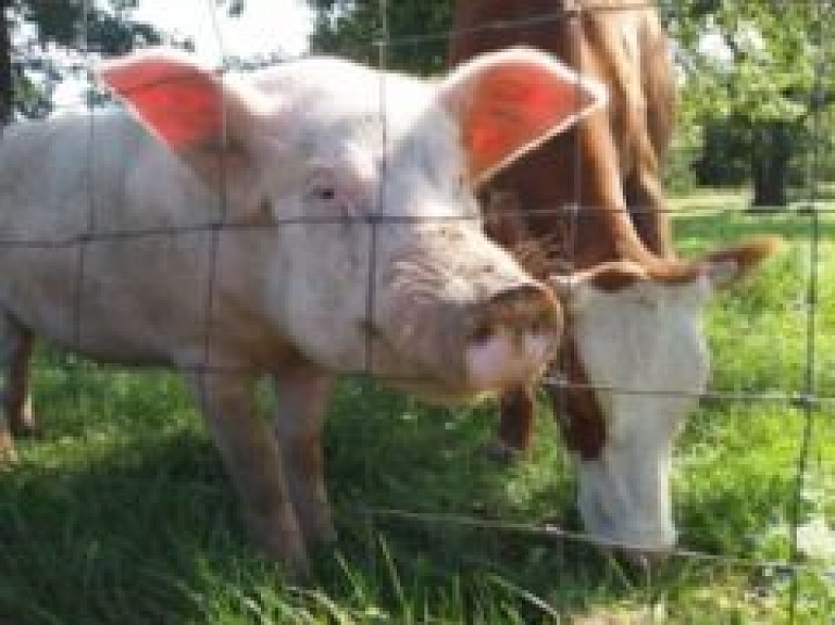 Priekuļos spriedīs par aktuālo lauksaimniecības nozarē