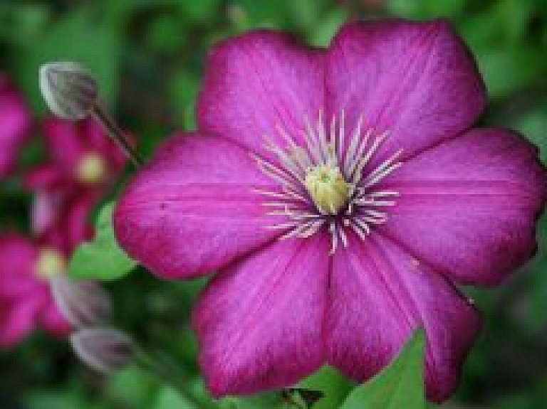 Priekuļu novadā ar vasaras ziediem papildinās novada apstādījumus