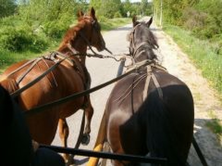 Tilžā norisināsies sacensības zirgu pajūgu braukšanā